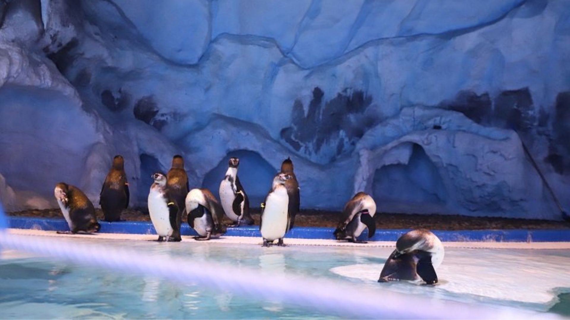 Chim cánh cụt trong Thủy cung Vinpearl Land Phú Quốc