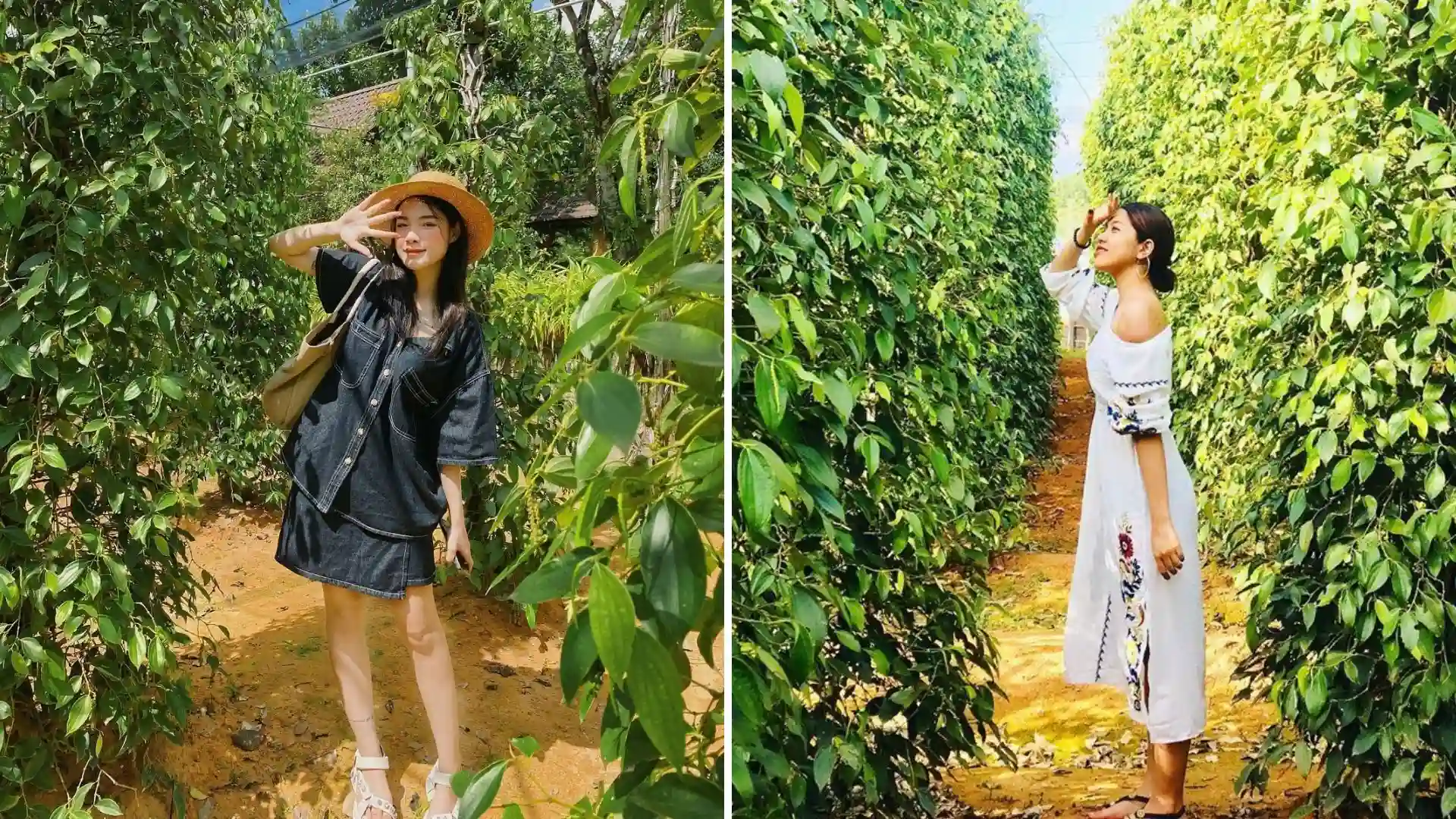 Chụp ảnh giữa vườn tiêu xanh mướt