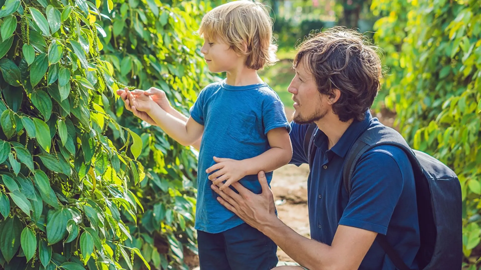 Kinh nghiệm đi vườn tiêu Phú Quốc