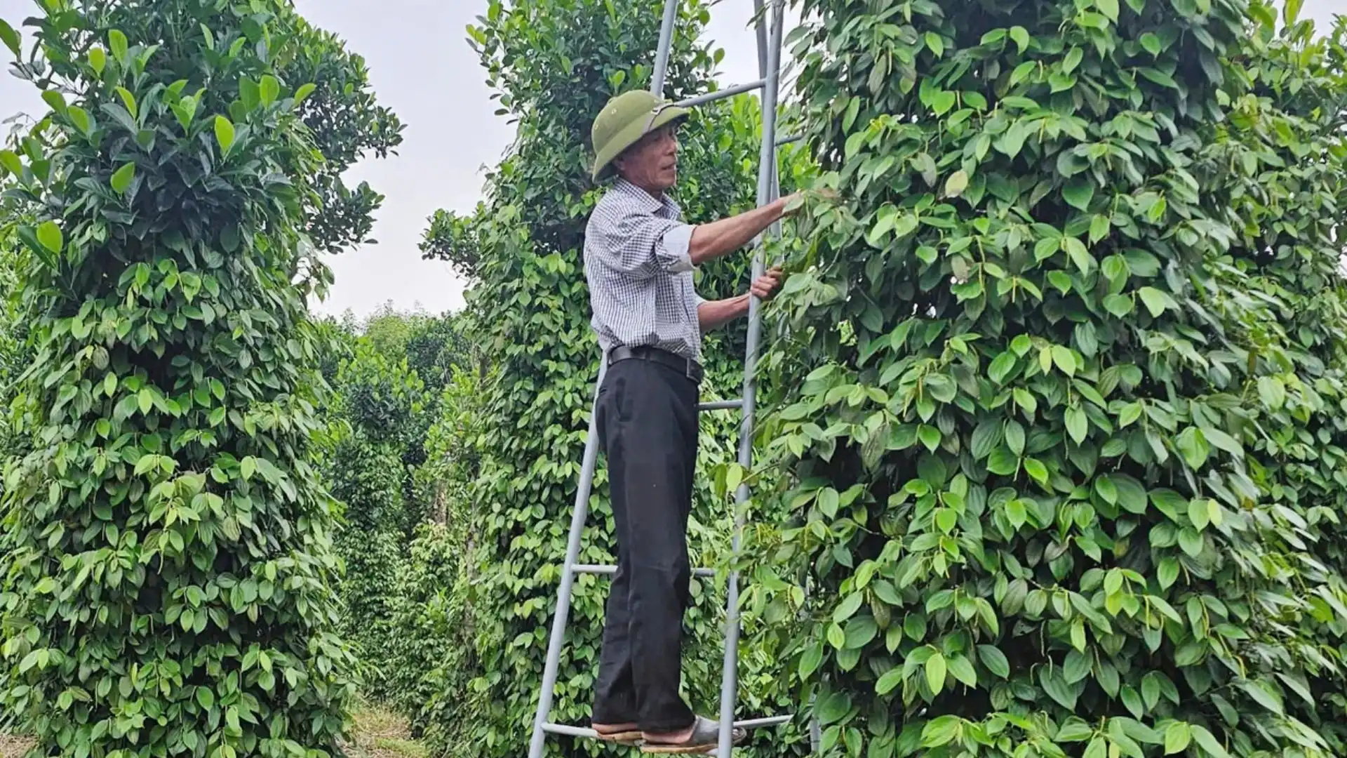 Tham quan tìm hiểu cách trồng tiêu