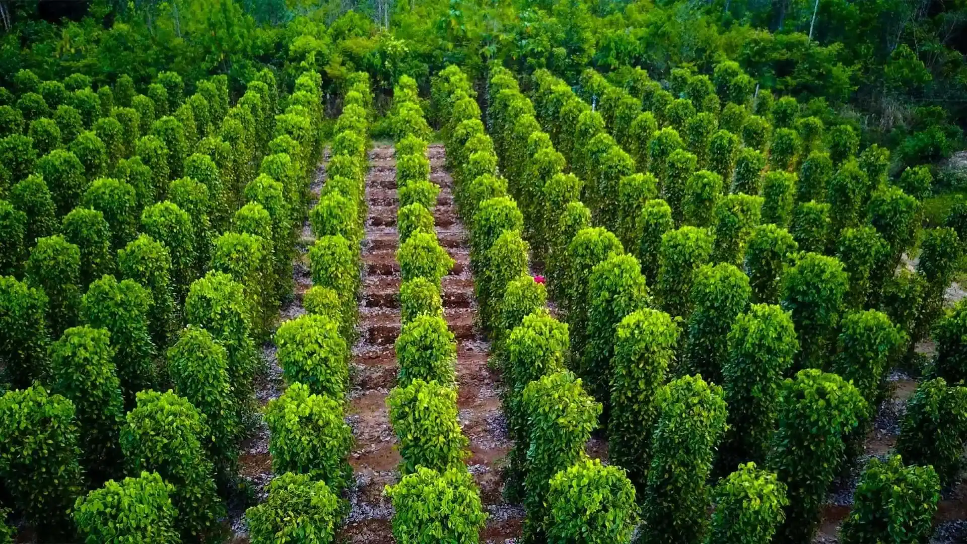 Tham quan vườn tiêu Phú Quốc